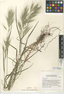 Image of compact brome