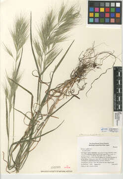 Image of compact brome