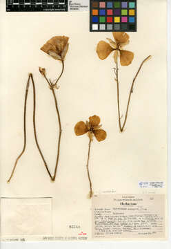 Image of goldenbowl mariposa lily