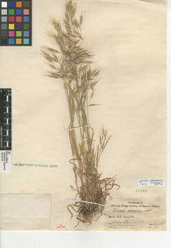 Image of Australian brome