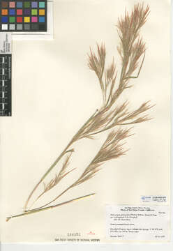 Image of Andropogon glomeratus var. scabriglumis