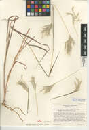 صورة Bothriochloa barbinodis (Lag.) Herter