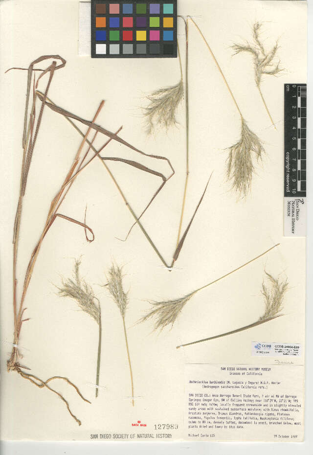 Plancia ëd Bothriochloa barbinodis (Lag.) Herter