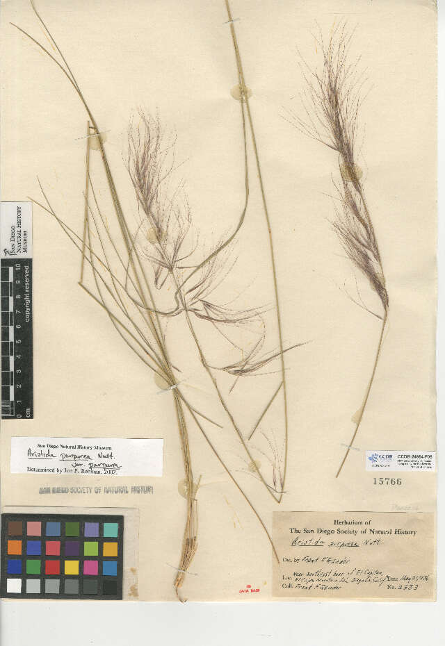 Aristida purpurea var. purpurea的圖片