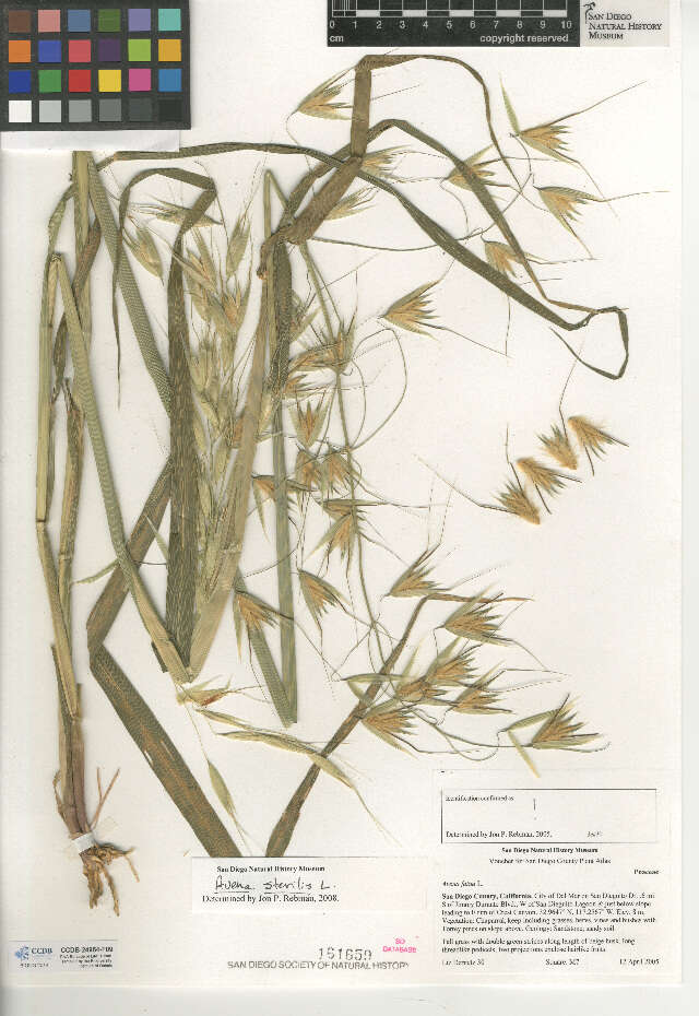 Image of oat
