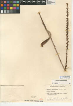 Image of narrow-petal rein orchid