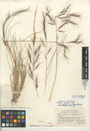 Aristida purpurea var. parishii的圖片