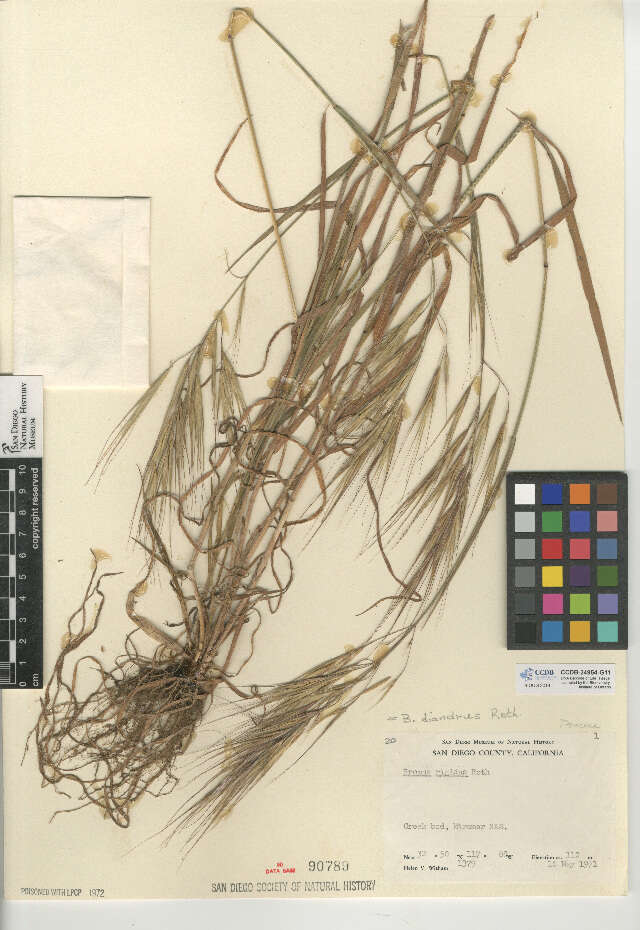 Image of ripgut brome