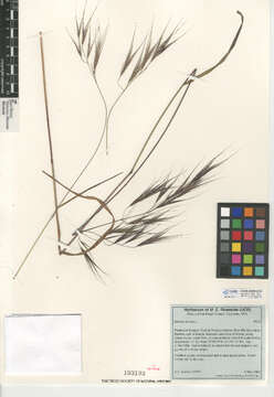 Image of Barren Brome