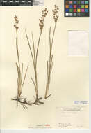 Imagem de Juncus oxymeris Engelm.