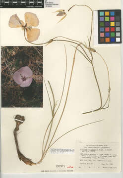 Imagem de Calochortus splendens Douglas ex Benth.