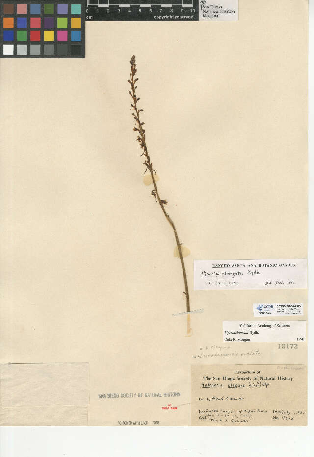 Image of Denseflower rein orchid