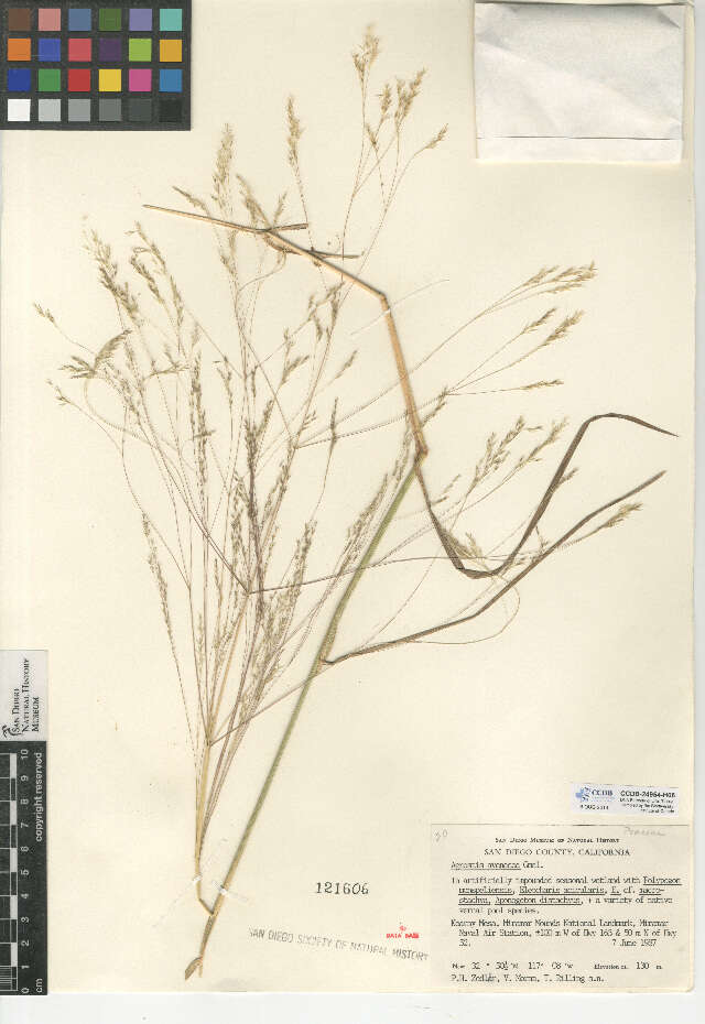 Sivun Lachnagrostis filiformis (G. Forst.) Trin. kuva