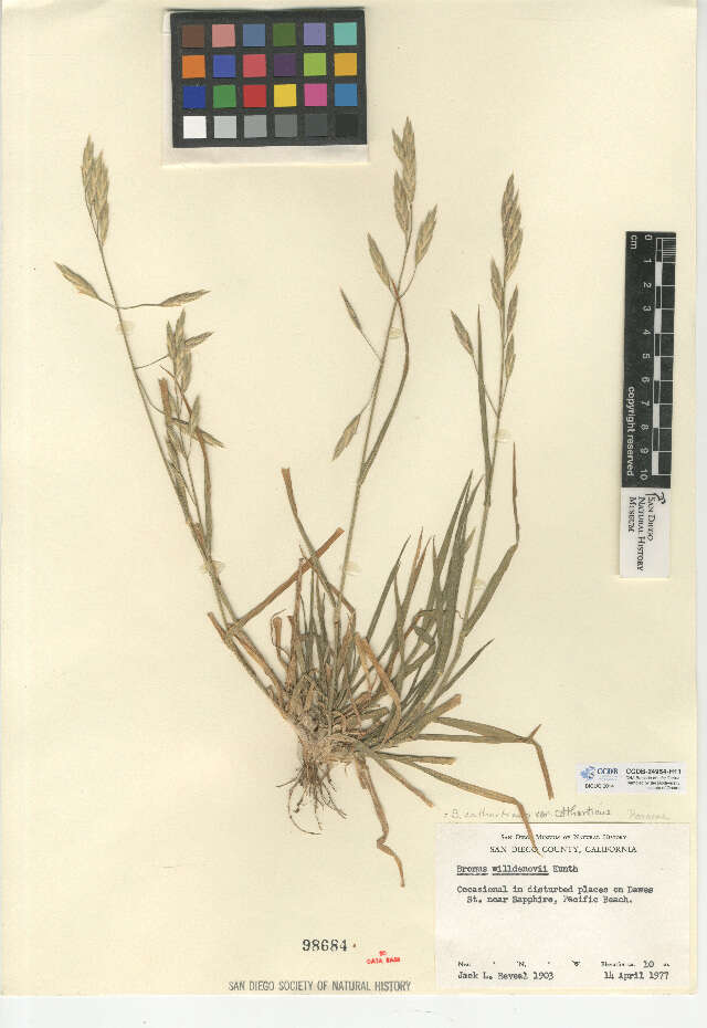 Image of rescuegrass