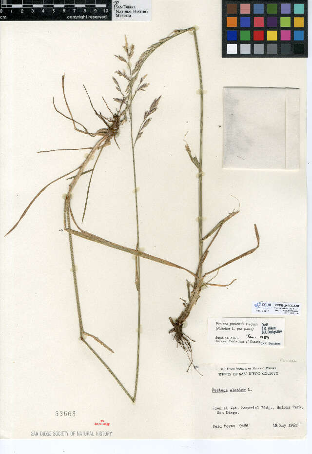 Image of Festuca pratensis