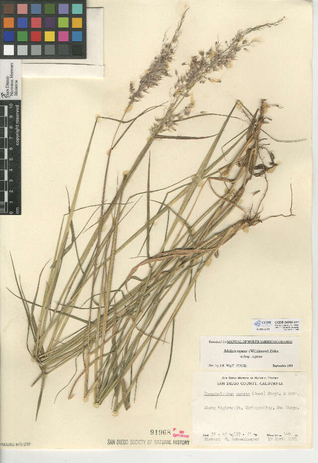 Image of Melinis repens subsp. repens