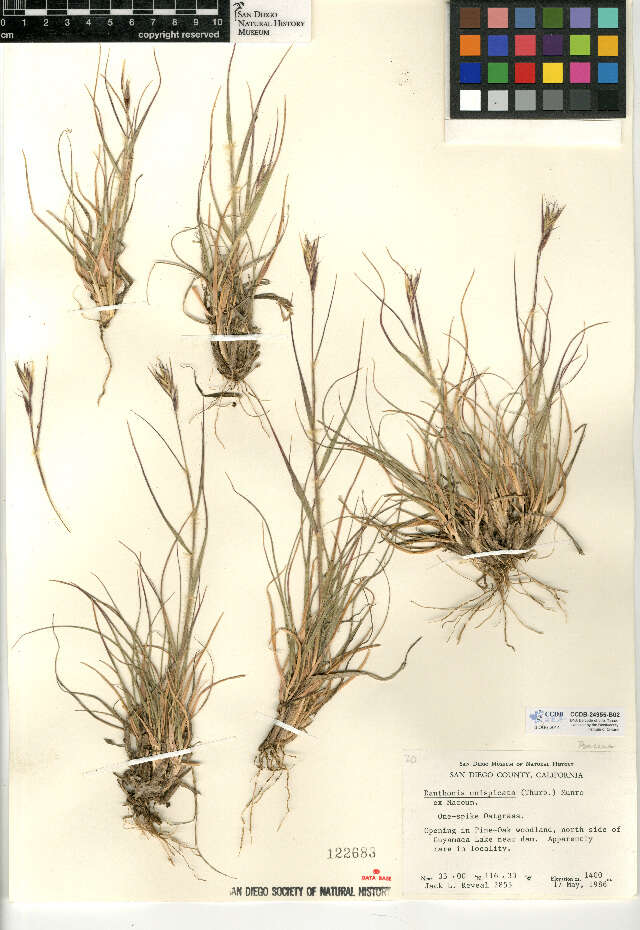 Image de Danthonia unispicata (Thurb.) Munro ex Macoun