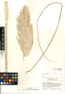 Cortaderia jubata (Lemoine) Stapf的圖片