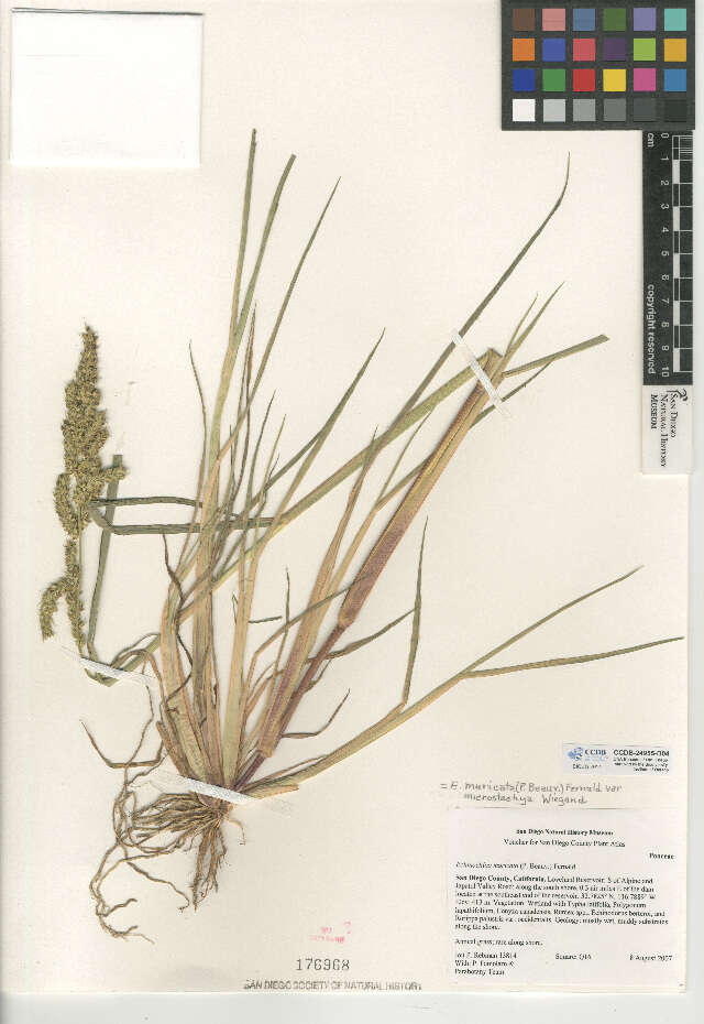 Echinochloa muricata var. microstachya resmi