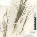 Imagem de Elymus elymoides var. californicus