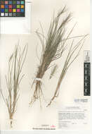 Imagem de Elymus elymoides var. californicus