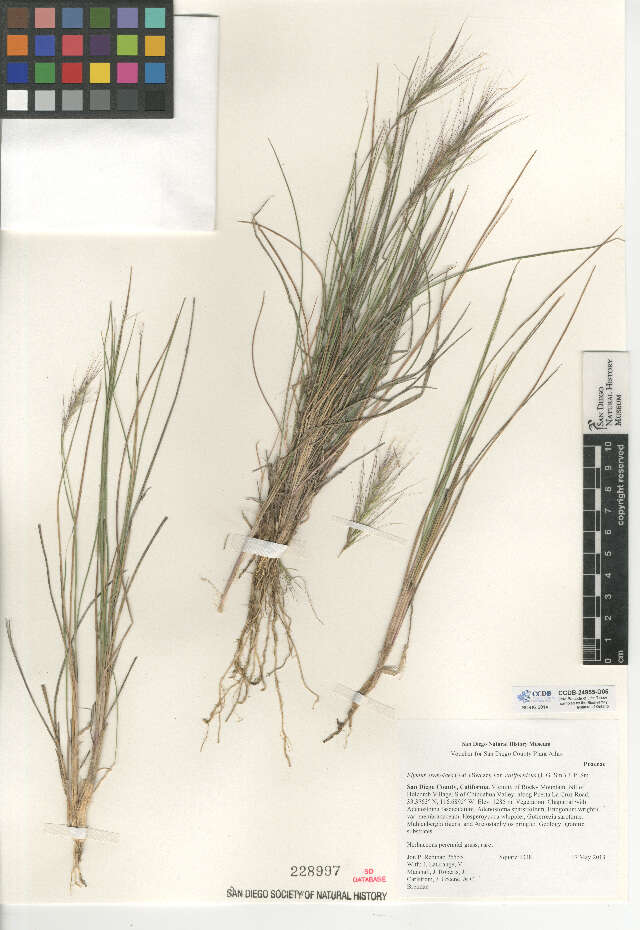 Image of Elymus elymoides var. californicus