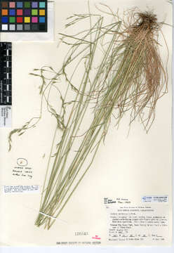 Image of western fescue