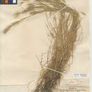 Image of Mediterranean barley
