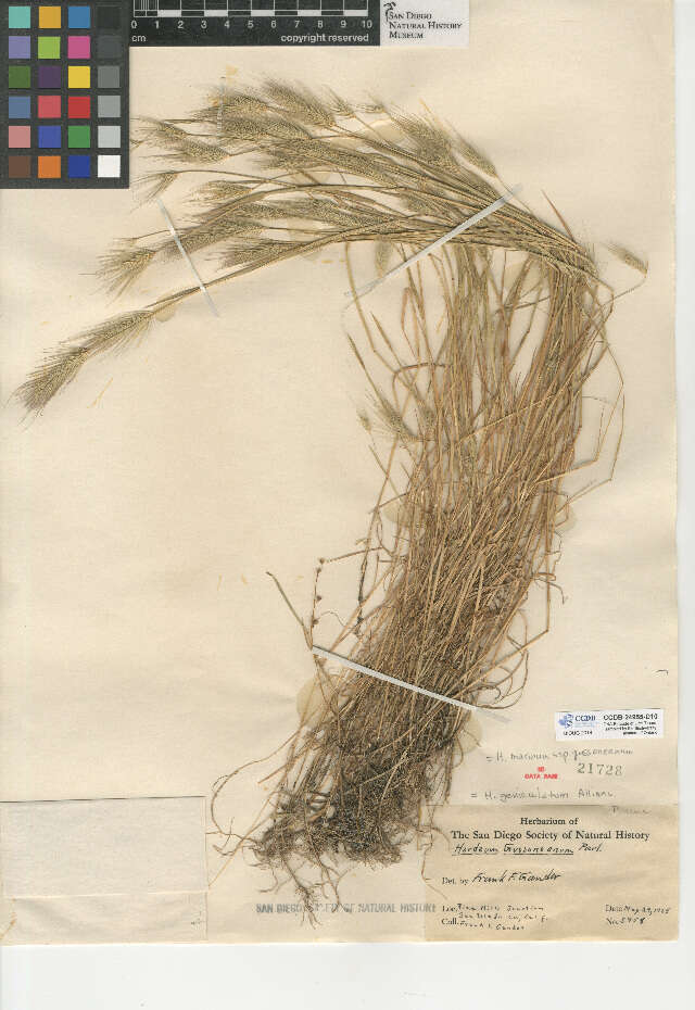 Image of Mediterranean barley