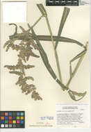 Echinochloa crus-pavonis var. crus-pavonis resmi