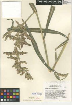 Image of Gulf cockspur grass