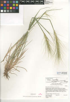 Imagem de Elymus longifolius (J. G. Sm.) Gould