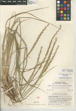 Imagem de Elymus trachycaulus subsp. trachycaulus