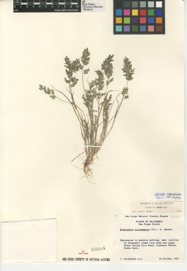 Image de Eragrostis minor Host