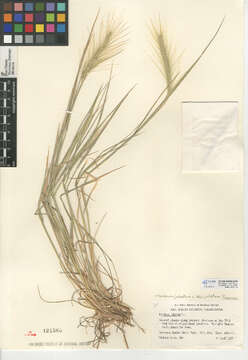 Image of Hordeum jubatum subsp. jubatum