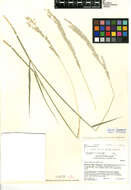 Image of Digitaria californica var. californica