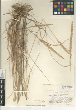 Image of June grass