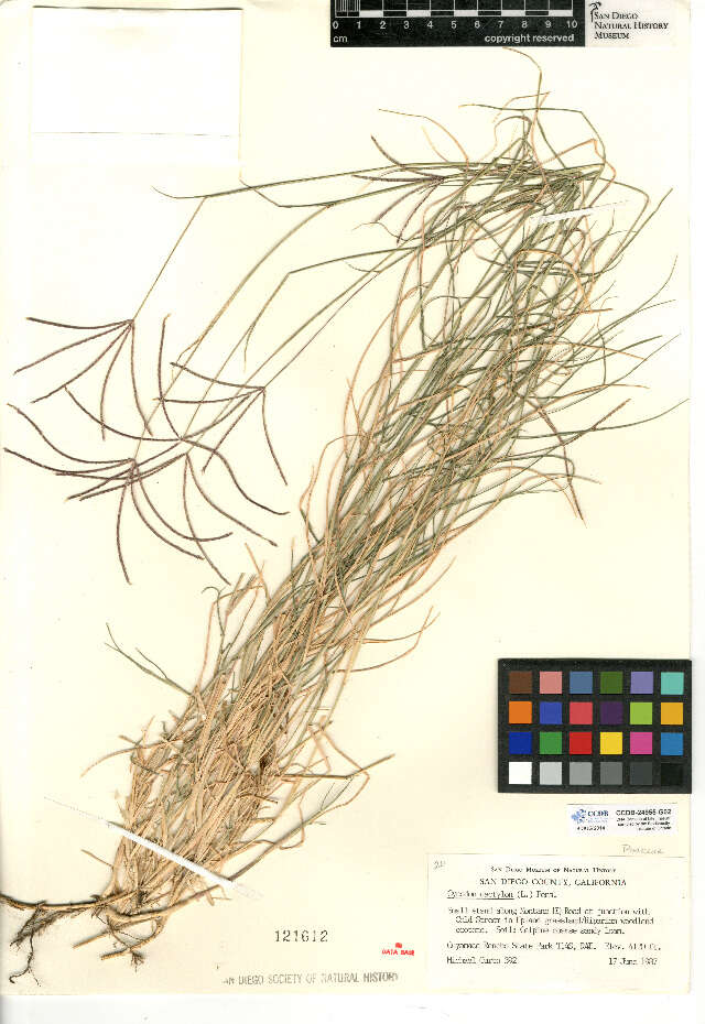 Image of Bermudagrass