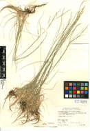 Deschampsia elongata (Hook.) Munro的圖片