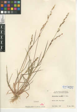 Echinochloa colona resmi