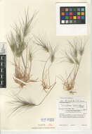 Image of Elymus caput-medusae