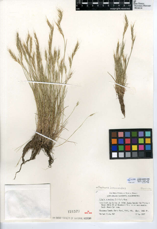 Image of brome fescue