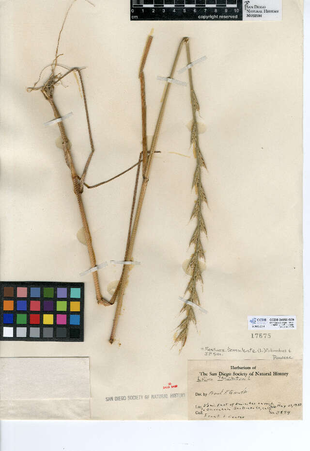 Image of Darnel ryegrass