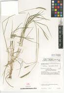 Hordeum depressum (Scribn. & J. G. Sm.) Rydb.的圖片