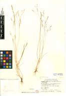 Image of annual hairgrass