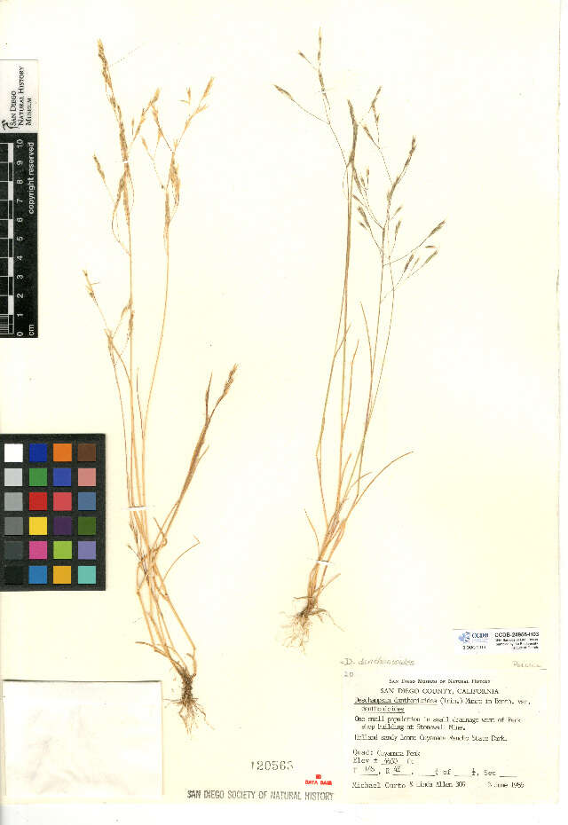 Image of annual hairgrass