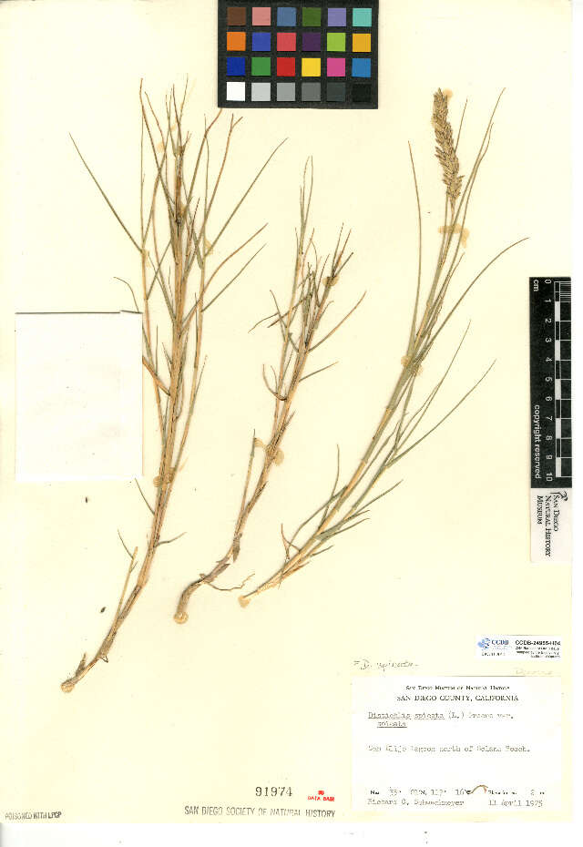 Image of saltgrass