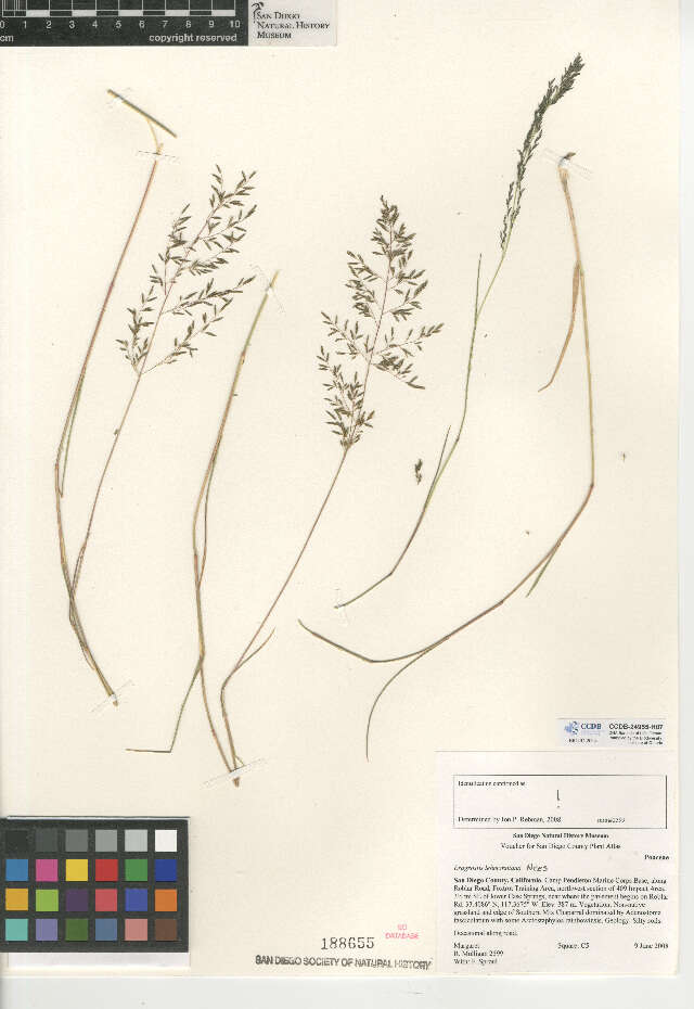 Image de Eragrostis lehmanniana Nees