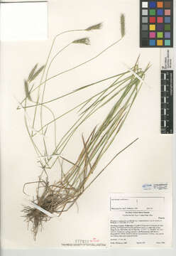 Imagem de Hordeum californicum Covas & Stebbins