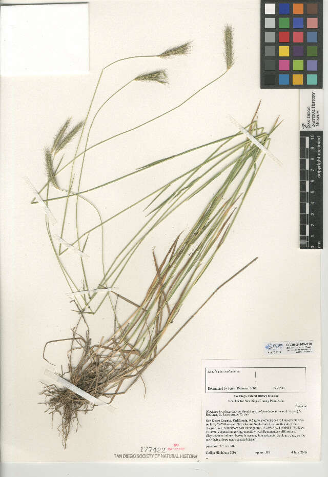 صورة Hordeum californicum Covas & Stebbins